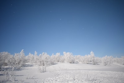 白天，雪覆盖了树木和田野